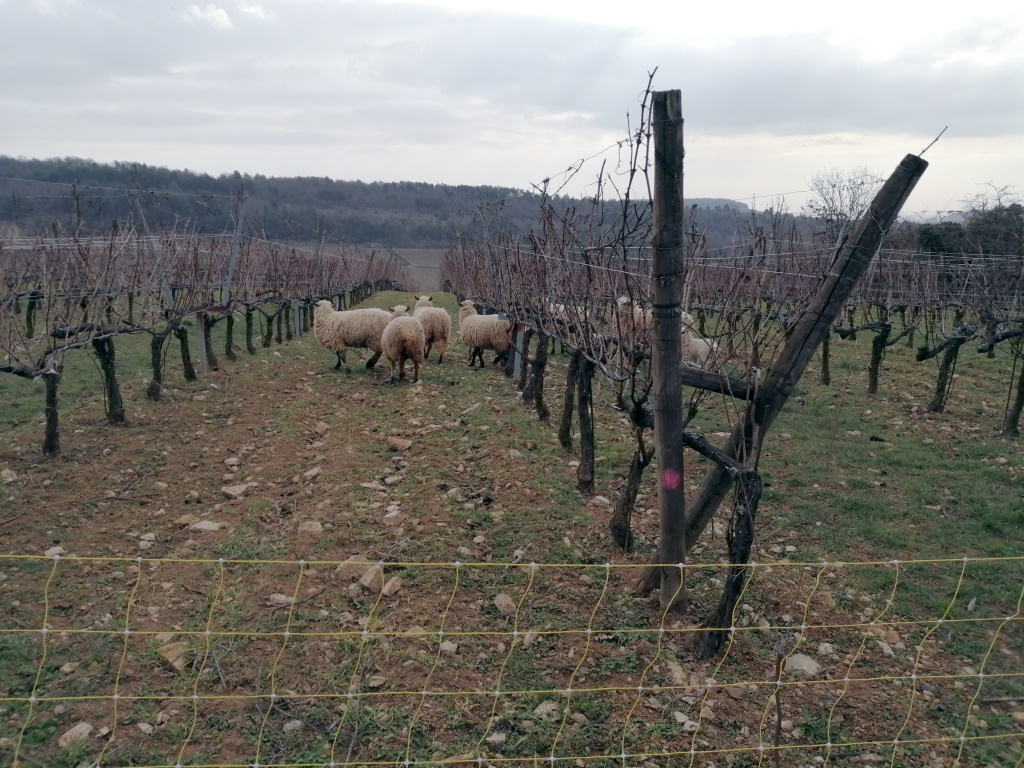 Hautes Côtes taille en lyre 